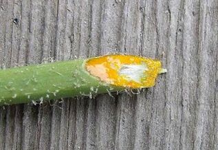 the pros and cons of removing warts with celandine herb juice