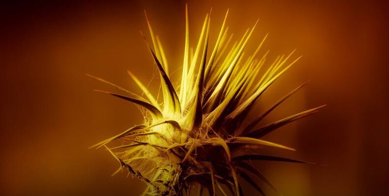 The thorn is compared to the thorn